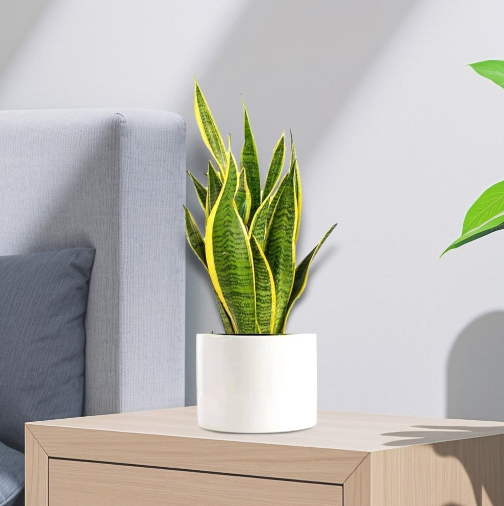 Sansevieria Trifasciata "Snake Plant" 20 - 25cm - Greensouq - 