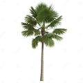 Saribus Rotundifolius Palm - Greensouq - 