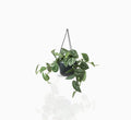 Satin Pothos Hanging - Greensouq - 