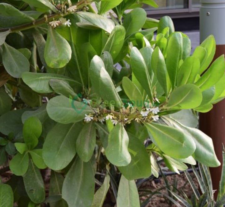 Scaevola Frutescens (Vahl Beach Naupaka, Hawaiian Half Flower, Sea Lettuce) - Greensouq - 