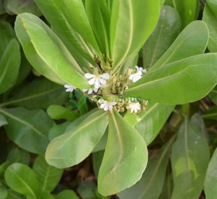 Scaevola Frutescens (Vahl Beach Naupaka, Hawaiian Half Flower, Sea Lettuce) - Greensouq - 