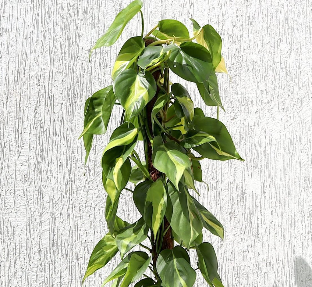 Scindapsus Brasil 80 - 90cm - Greensouq - 