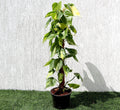 Scindapsus Brasil 80 - 90cm - Greensouq - 