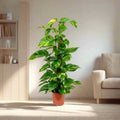 Marble Queen Money Plant or Epipremnum aureum كرمة المال Success - Greensouq -