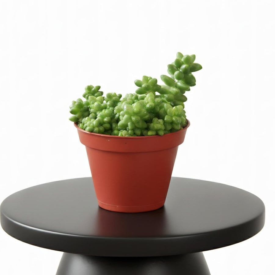 Sedum burrito 10 - 15cm - Greensouq - 