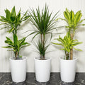 3 Dracena Plants Set / Dracena Trio Bundle 80-100cm in Ceramic Pot - Greensouq -