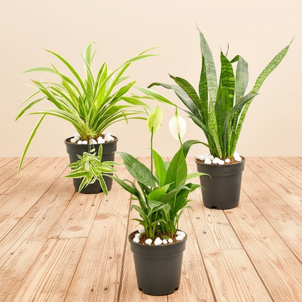 3x Plants Pack | Set of 3 Low Maintenance Plants Pack, including a Snake Plant, a Peace Lily & a Spider Plant, - Greensouq -