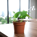 Small Epipremnum Money Plant - Good Luck Charm - Greensouq - 