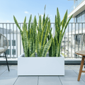 Snake Plant In Fiber Glass GRP Pot (70x30x30) - Greensouq - 