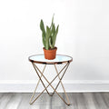 Snake Plant "Moon Shine" 25 - 30cm - Greensouq - 