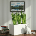 Snake Plant Trio 60–80cm in 90×30×50 GRP Planter - Greensouq - 