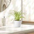 Spider Plant or Air Plant (Chlorophytum Comosum 'Variegatum') in Ceramic Pot - Greensouq - 