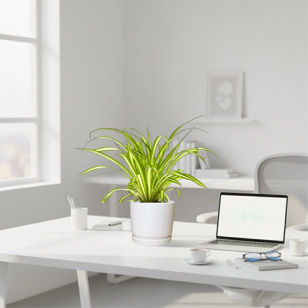 Spider Plant or Air Plant (Chlorophytum Comosum 'Variegatum') in Ceramic Pot - Greensouq - 