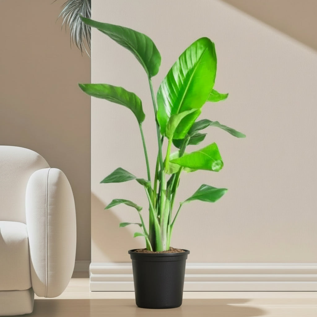 Strelitzia Nicolai / Bird of Paradise Plant طائر الجنة - Greensouq - 