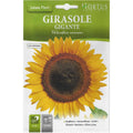 Large Sunflower Seeds "Girasole Gigante" Premium Quality Seeds by Hortus - Greensouq -