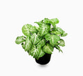Syngonium podophyllum or Arrow Head Plant 25 - 30cm - Greensouq - 