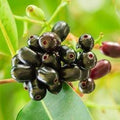 Syzygium Cumini Tree, Black Plum Tree "jamun - jambolan" شجرة جامون - Greensouq -