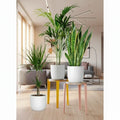 Tall Plants Bundle - Greensouq - 