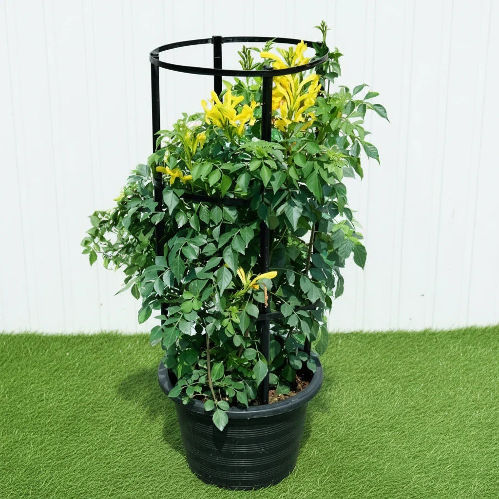 Tecomaria capensis or Cape Honeysuckle 0.7 - 0.9m - Greensouq - 