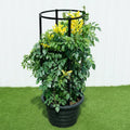 Tecomaria capensis or Cape Honeysuckle 0.7 - 0.9m - Greensouq - 