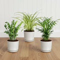Air Purifying Plant Set | The Clean Air Bundle | 1x ZZ Plant, 1x Spider Plant, 1x Parlour Palm, - Greensouq -