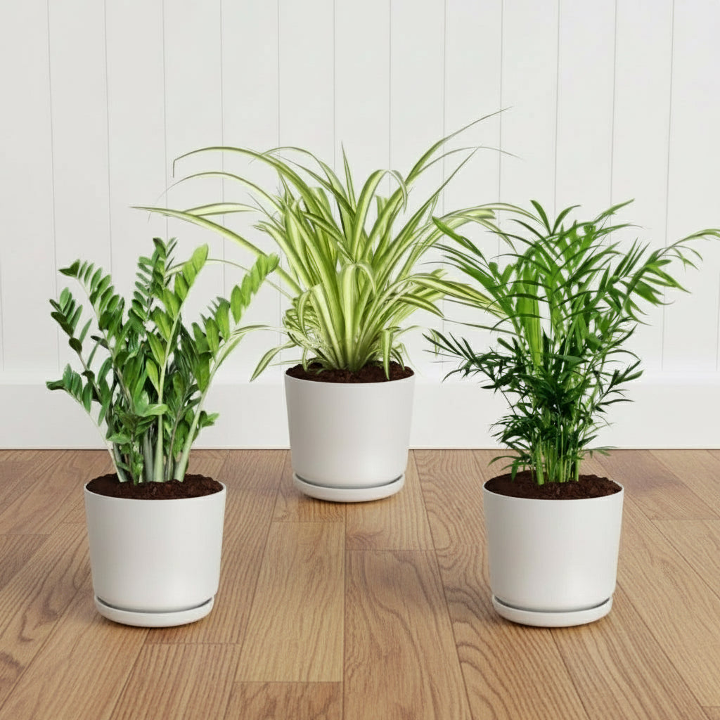 Air Purifying Plant Set | The Clean Air Bundle | 1x ZZ Plant, 1x Spider Plant, 1x Parlour Palm, - Greensouq -