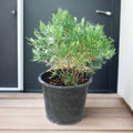 Thuja Small - Orientalis Pyramidalis Aurea 30 - 40cm Height - Greensouq - 