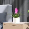 Tillandsia Cyanea Pink Quill "Healthy Indoor Plant" in Ceramic Pot - Greensouq - 
