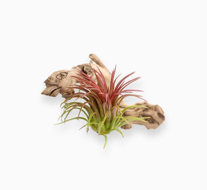 Tillandsia Ionantha red clumb - Air Plant - Greensouq - 