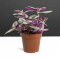 Tradescantia nanouk or Fantasy Venice - Greensouq - 