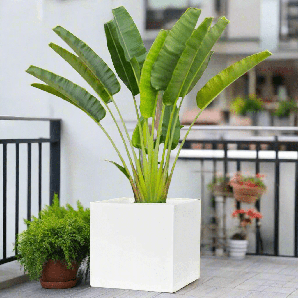 Traveler Palm 2.5 - 3.0m In Grp Square Pot 60x60 - Greensouq - 