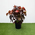 Acalypha wilkesiana “Tri Color”