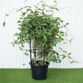 Tristellateia australasiae or Shower of Gold Climber - Greensouq - 