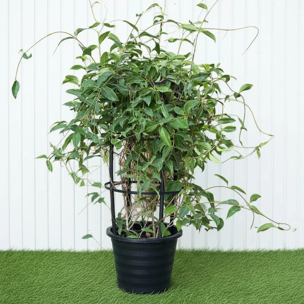 Tristellateia australasiae or Shower of Gold Climber - Greensouq - 
