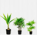 3x Tropical Palms / Tropical Palms Trio Set - Greensouq -