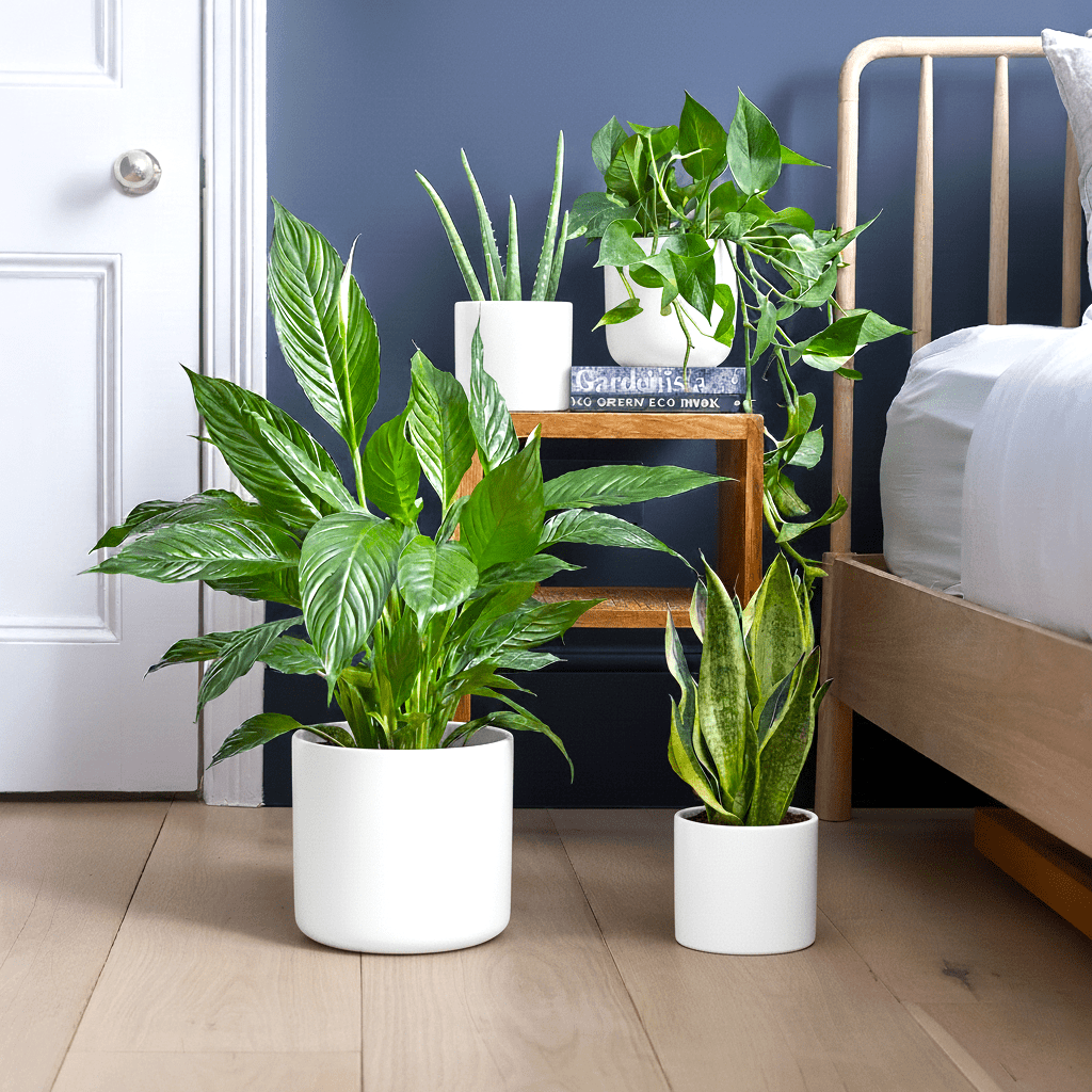 Ultimate Bedroom Air Purifying Collection (Peace Lily 50 - 60cm, Snake Plant 25 - 35cm, Variegated Money Plant 10 - 20cm, Aloe Vera 25 - 35cm) - Greensouq - 