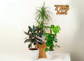 Urban Jungle Plants Bundle in White Ceramics Pot (Monstera Deliciosa, Ficus Elastica, Dracaena Marginata - Greensouq -