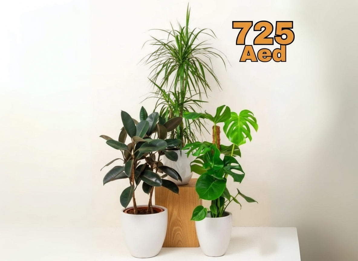 Urban Jungle Plants Bundle in White Ceramics Pot (Monstera Deliciosa, Ficus Elastica, Dracaena Marginata - Greensouq -