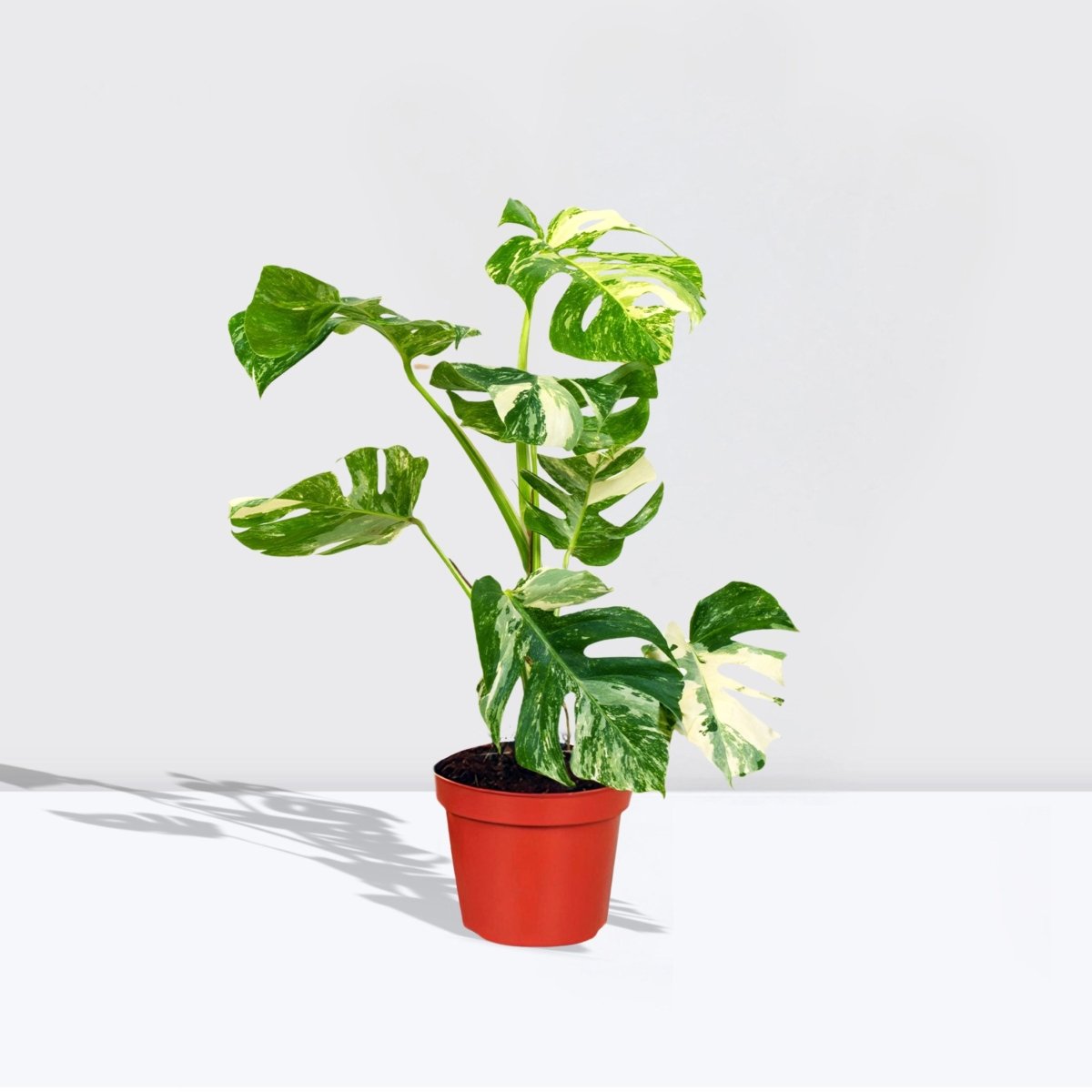 Variegated Monstera Deliciosa Thai Constellation | 70 - 90cm - Greensouq - 
