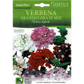 Vervain Seeds Mix "Verbena Grandiflora In Mix" Premium Quality Seeds by Hortus - Greensouq -