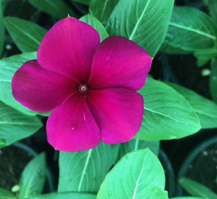 Vinca flowers 10 - 15cm - Greensouq - 