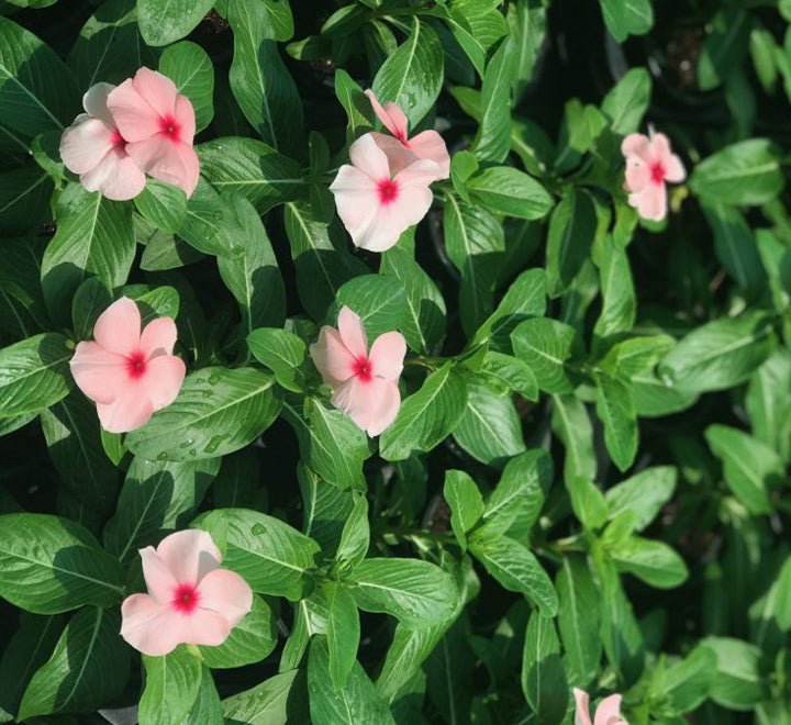 Vinca Hanging flowers 10 - 15cm - Greensouq - 