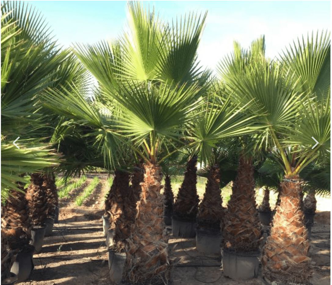 Washingtonia Robusta "Mexican Fan Palm" - Greensouq - 