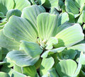Water lettuce "Pistia stratiotes" - Greensouq - 