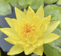 Yellow Water Lily Water Lily Nymphaea mexicana "Yellow" - Greensouq -