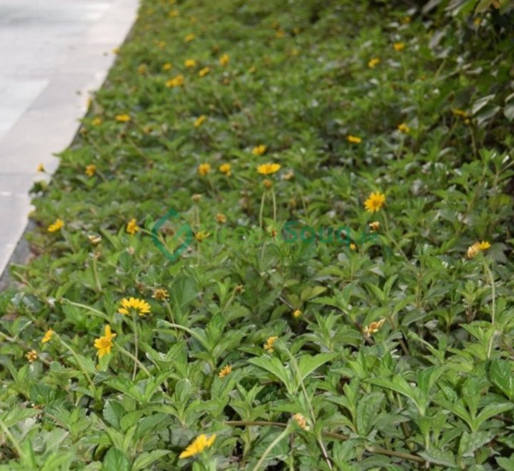 Wedelia Trilobata (Creeping Daisy or Rabbit's Paw) - Greensouq - 