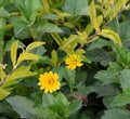 Wedelia Trilobata (Creeping Daisy or Rabbit's Paw) - Greensouq - 