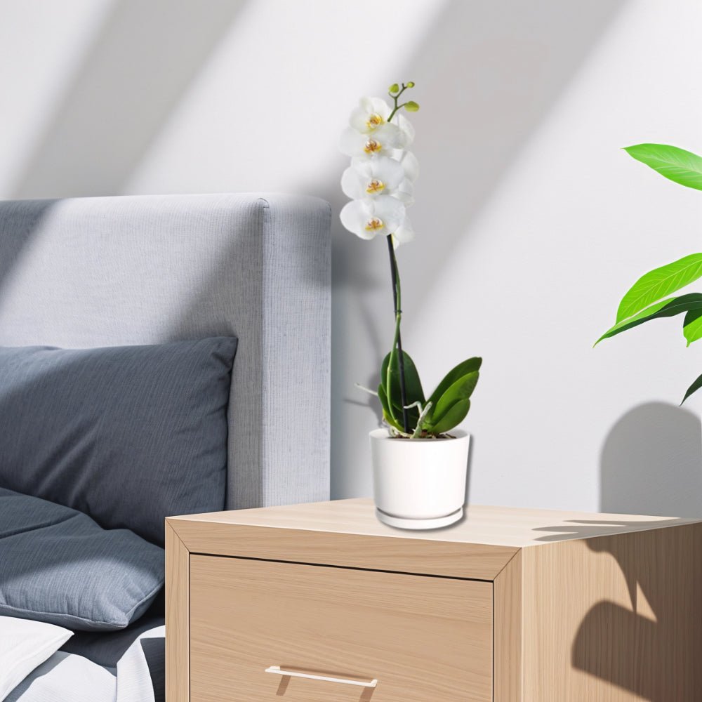 White Orchids 50 - 70cm - Greensouq - 