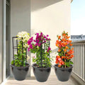 Bougainvillea Trio / White Pink Orange 3 Bougainvillea 80 - 100cm in Rolled rim Pot - Greensouq -