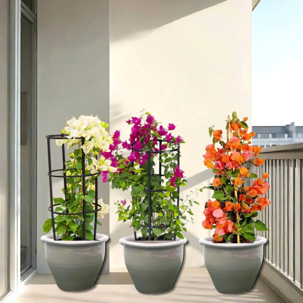 Bougainvillea Trio / White Pink Orange 3 Bougainvillea 80 - 100cm in Rolled rim Pot - Greensouq -